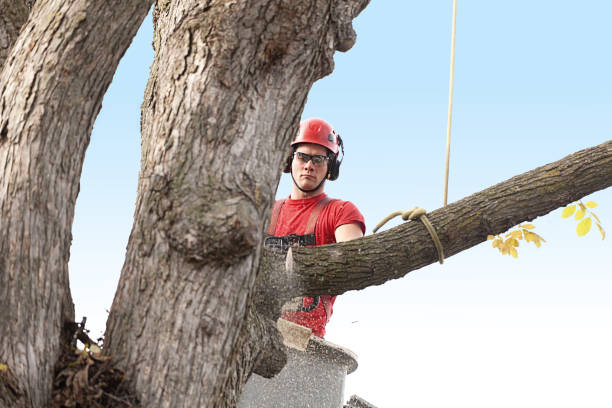 Best Arborist Consultation Services  in North Puyallup, WA